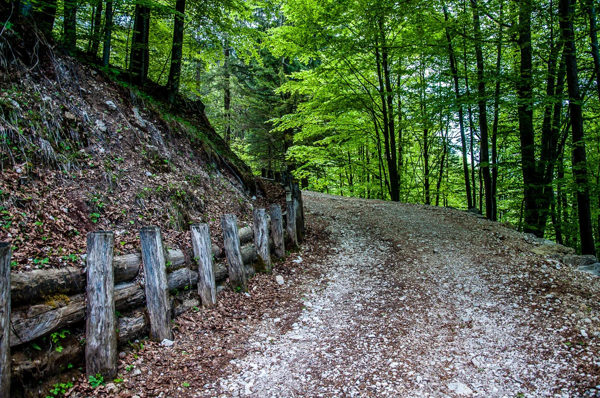 The path going through the forest - Sentiero dei Grandi Alberi - Province of Vicenza, Veneto, Italy - rossiwrites.com