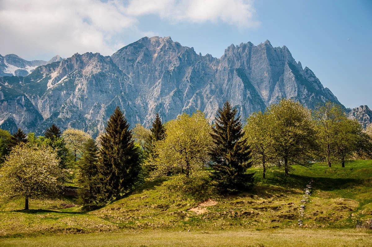 Trees with the rocky peaks of the Little Dolomites - Sentiero dei Grandi Alberi - Province of Vicenza, Veneto, Italy - rossiwrites.com