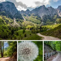 Walking the Path of the Big Trees - Sentiero dei Grandi Alberi - An Easy Hike in the Little Dolomites in Northern Italy - rossiwrites.com