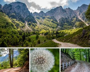 Walking the Path of the Big Trees - Sentiero dei Grandi Alberi - An Easy Hike in the Little Dolomites in Northern Italy - rossiwrites.com
