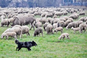 A flock of sheep in the Venetian plains - Veneto, Italy - rossiwrites.com