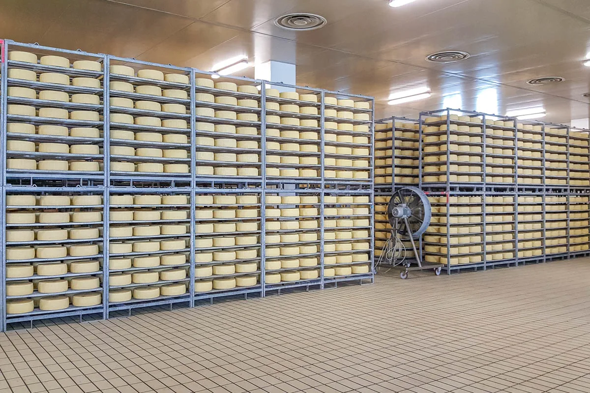 Asiago cheese wheels maturing in a cheese factory - Bressanvido, Veneto, Italy - rossiwrites.com