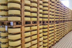 Asiago cheese wheels maturing in the cheese factory - Bressanvido. Veneto, Italy - rossiwrites.com