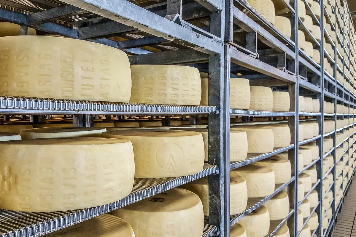 Asiago cheese wheels maturing inside a cheese factory - Bressanvido, Veneto, Italy - rossiwrites.com