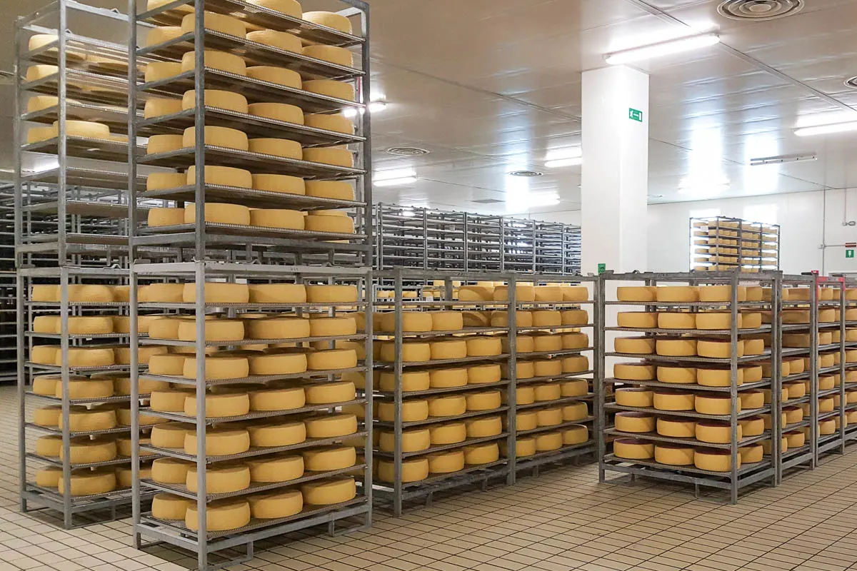 Asiago cheese wheels maturing inside a cheese factory - Bressanvido, Veneto, Italy - rossiwrites.com