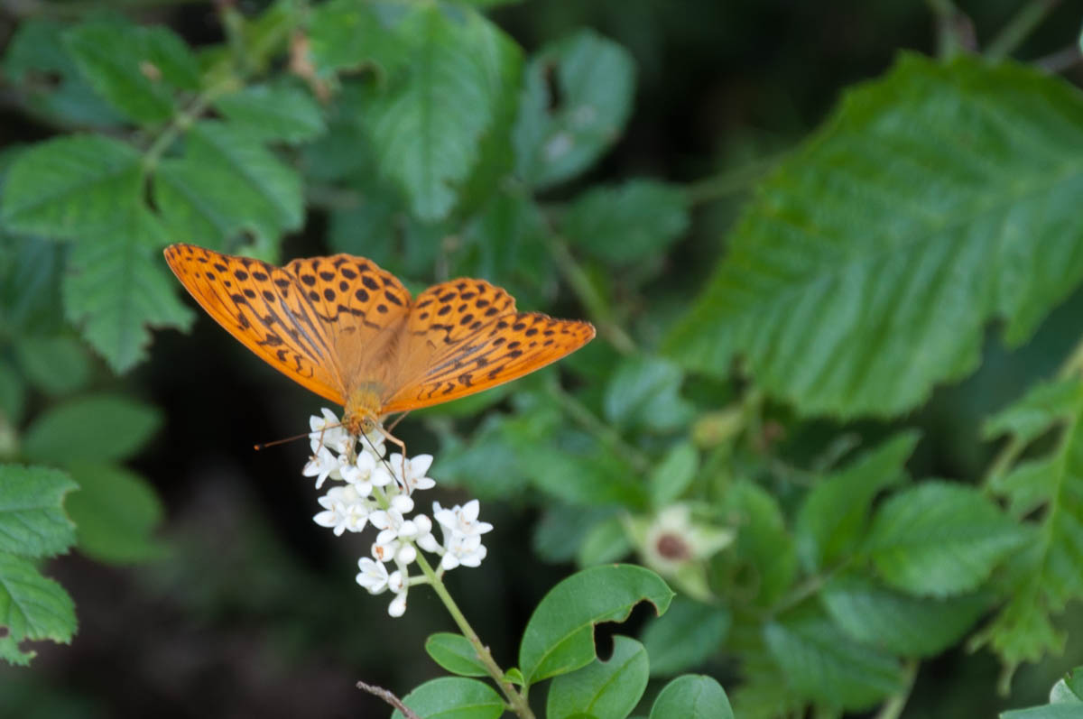 Brown butterfly - Rocca di Garda, Lake Garda, Italy - rossiwrites.com
