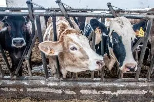 Dairy cows - Bressanvido, Veneto, Italy - rossiwrites.com