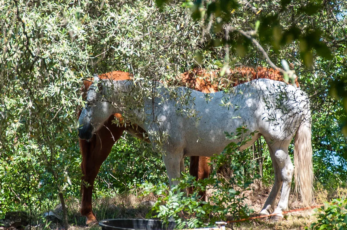 Horses in the olive grove - Crero, Lake Garda, Veneto, Italy - rossiwrites.com