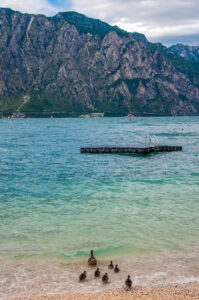 A duck family swimming in the lake - Navene, Lake Garda, Veneto, Italy - rossiwrites.com