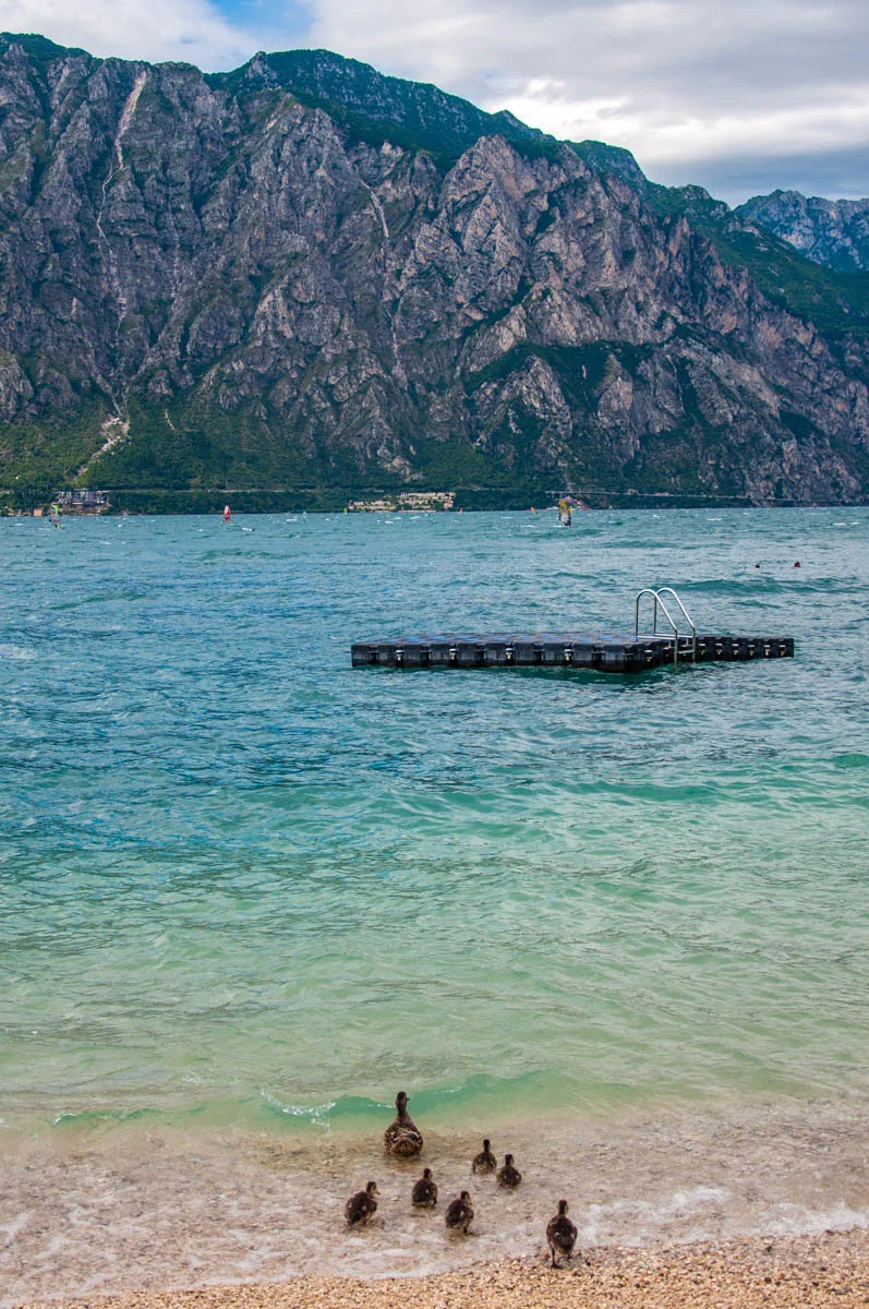 A duck family swimming in the lake - Navene, Lake Garda, Veneto, Italy - rossiwrites.com