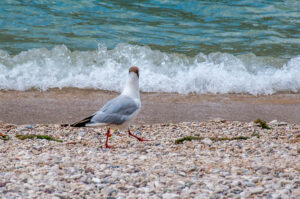 A seagull walking on the beach - Navene, Lake Garda, Veneto, Italy - rossiwrites.com