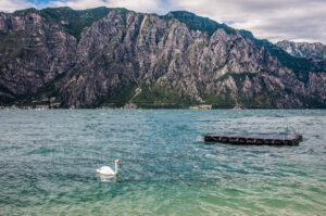 A swan swimming in the lake - Navene, Lake Garda, Veneto, Italy - rossiwrites.com