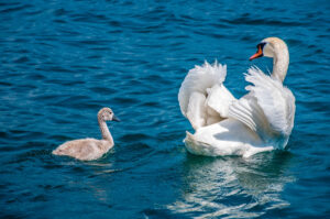 Swans on Lake Garda, Italy - rossiwrites.com