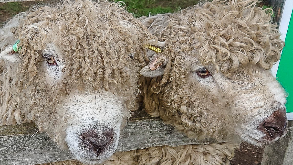 Cuddly sheep - Kent Life - Maidstone, Kent, England - rossiwrites.com