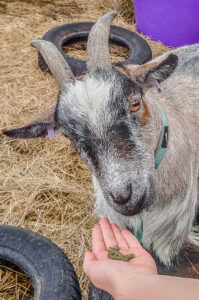 Feeding the goats - Kent Life - Maidstone, Kent, England - rossiwrites.com