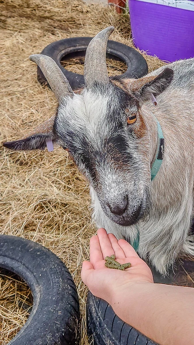 Feeding the goats - Kent Life - Maidstone, Kent, England - rossiwrites.com