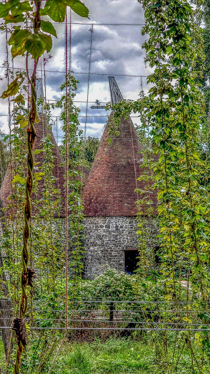 Hop plants with the oast house - Kent Life - Maidstone, Kent, England - rossiwrites.com
