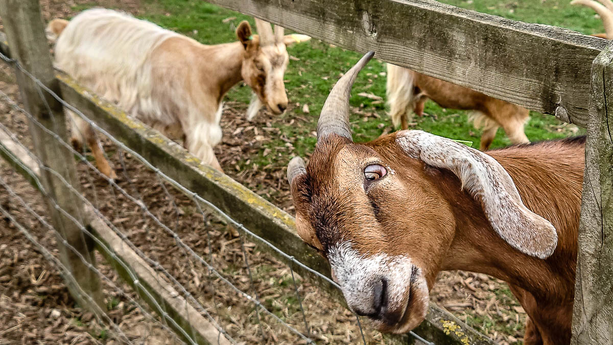 Two goats - Kent Life - Maidstone, Kent, England - rossiwrites.com