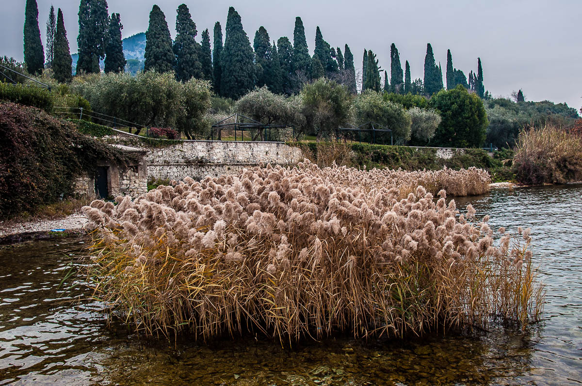 A tuft of reeds - Punta di San Vigilio - Lake Garda, Italy - rossiwrites.com