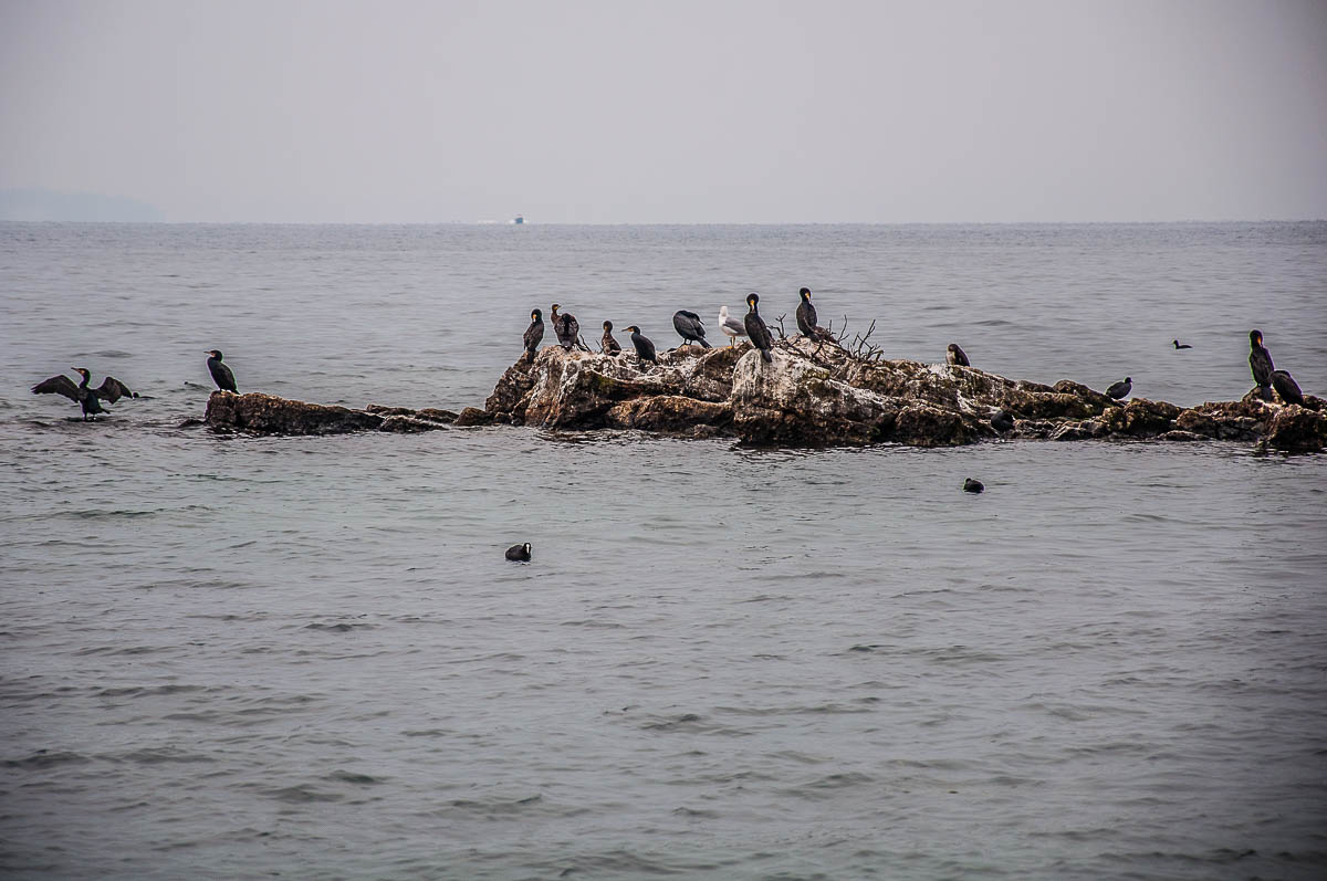 Rocky outcrop with cormorants relaxing on it - Punta di San Vigilio - Lake Garda, Italy - rossiwrites.com