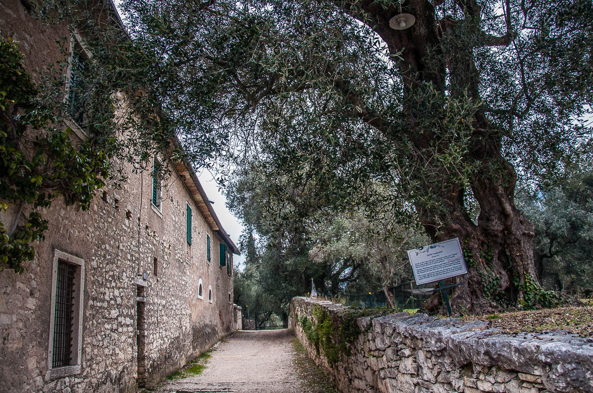 The 600 years old olive tree - Punta di San Vigilio - Lake Garda, Italy - rossiwrites.com