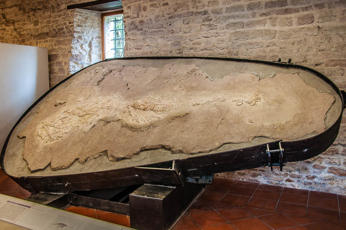 The fossilised ichthyosaurus - Speleo-Paleontological and Archaeological Museum - San Vittore, Frasassi Caves, Italy - rossiwrites.com