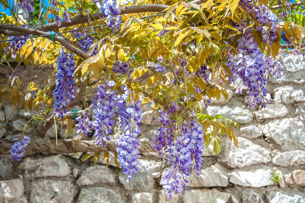 Blooming wisteria with the medieval defensive wall - Venzone, Italy - rossiwrites.com