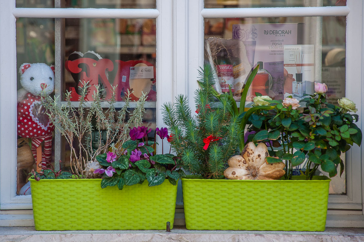 Pumpkin hiding in a planter on a windowsill - Venzone, Italy - rossiwrites.com