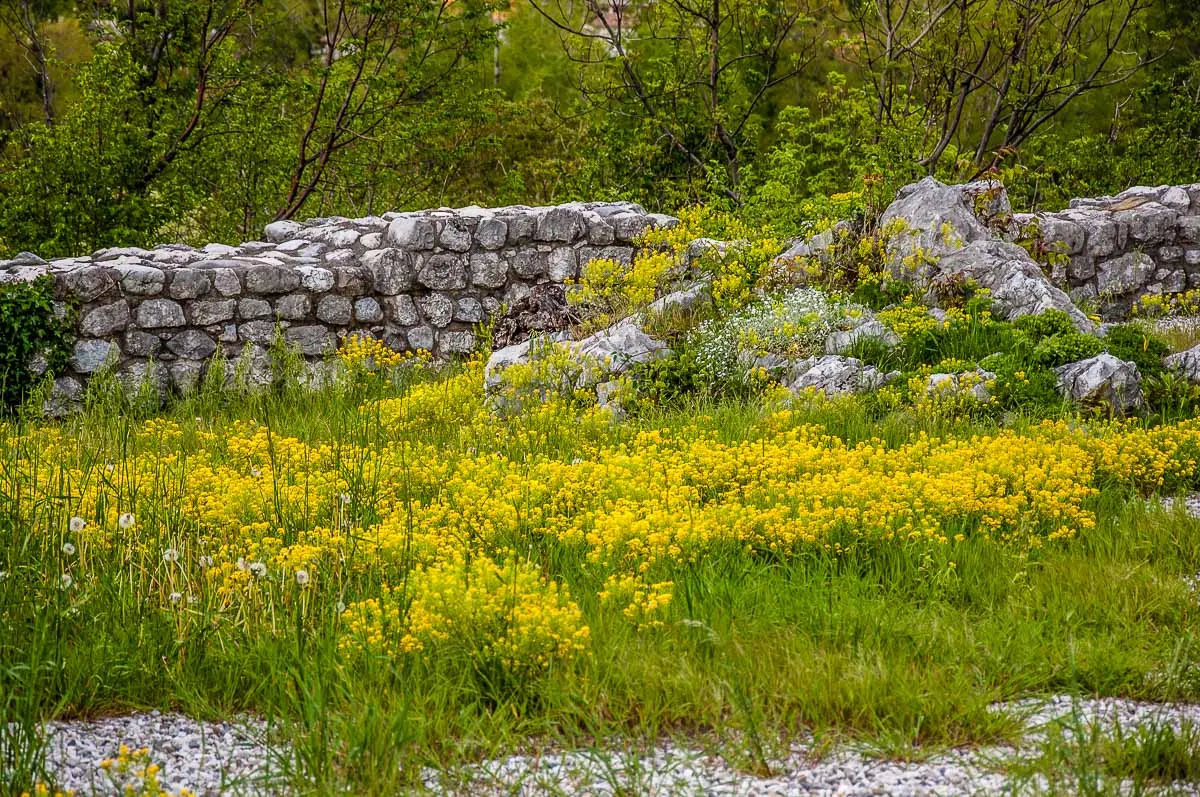 The ruins of Venetian fort covered with bright yellow flowers - Venzone, Italy - rossiwrites.com