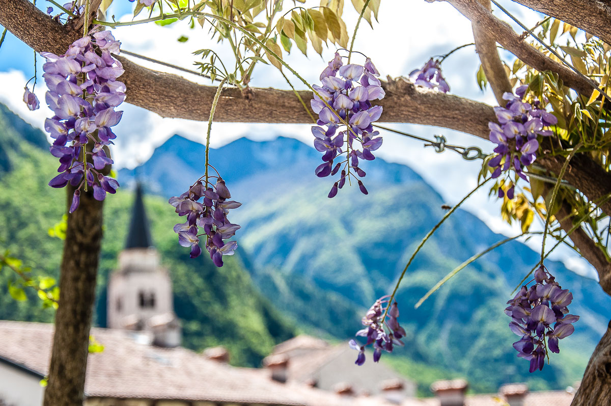 Wisteria with the bell tower and the mountains in the background - Venzone, Italy - rossiwrites.com