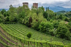 Romeo's Castle surrounded by lush vineyards - Montecchio Maggiore, Italy - rosssiwrites.com