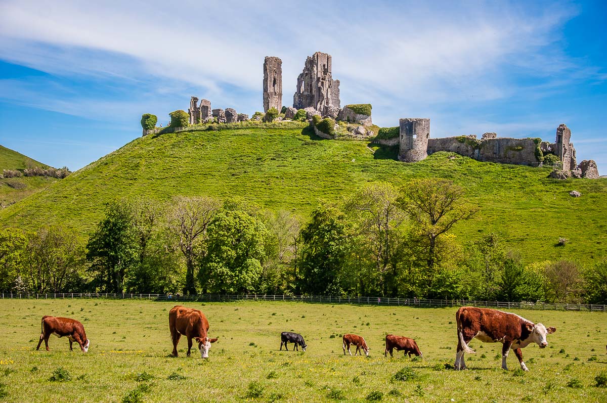 Corfe Castle with grazing cows - Dorset, England - rossiwrites.com