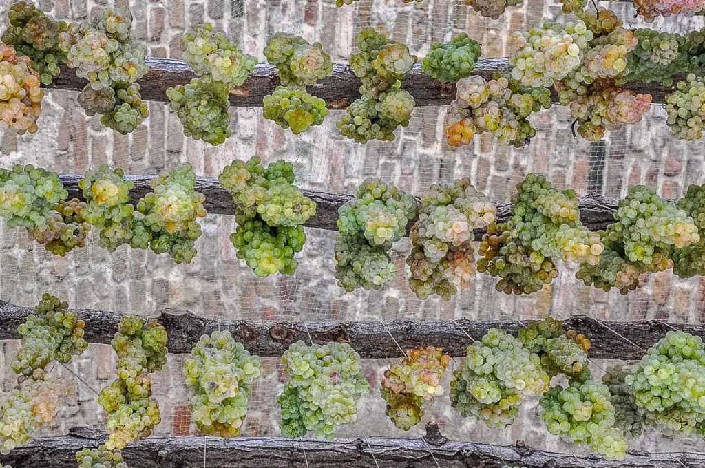 Hanging bunches of grapes - Veneto, Italy - rossiwrites.com
