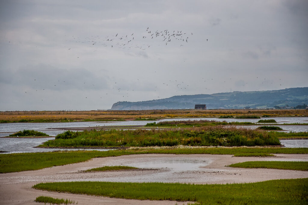 The marshes - Rye Harbour Nature Reserve, England - rossiwrites.com