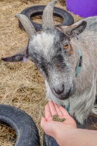 Feeding a goat - Kent Life - Kent, England - rossiwrites.com