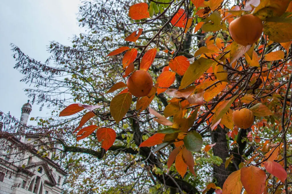 Sharon fruit, Italy - rossiwrites.com