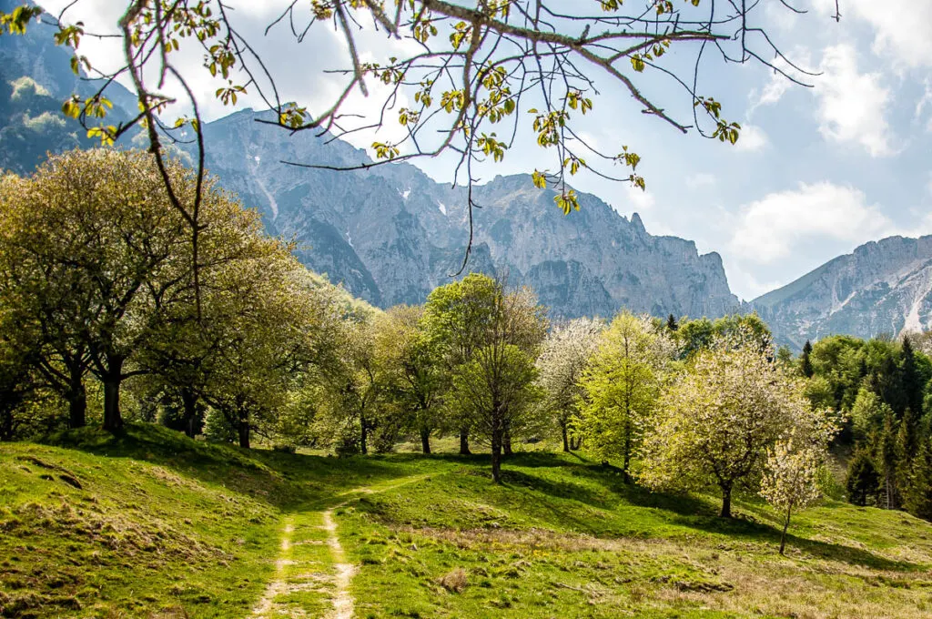 Sentiero dei Grandi Alberi - Veneto, Italy - rossiwrites.com