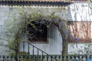 Porch with a wisteria in bloom - Guimarães, Portugal - rossiwrites.com
