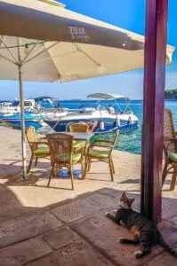 A cat relaxing in the tavern in Prvic Luka on the island of Prvic in the Sibenik Archipelago - Dalmatia, Croatia - rossiwrites.com