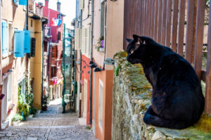 Black cat on a street in the Old Town of Rovinj - Istria, Croatia - rossiwrites.com
