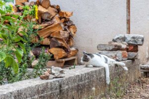 Cat sleeping on a stone wall on the island of Zlarin in the Sibenik Archipelago - Dalmatia, Croatia - rossiwrites.com