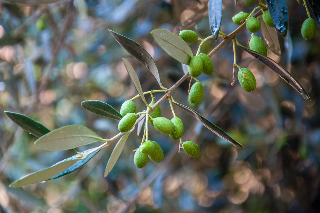 Olive branch with green olives - Castelletto sul Garda, Lake Garda, Italy - rossiwrites.com