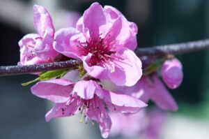 Pink blossoms of a peach tree in spring - Lake Garda, Italy - rossiwrites.com