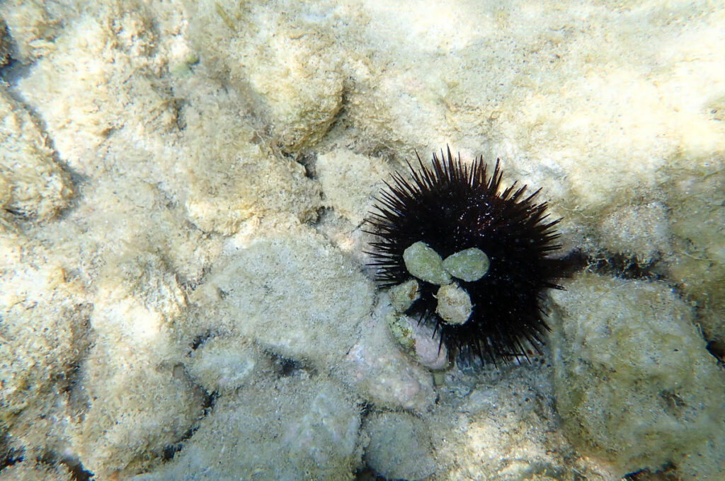 Sea urchin on the seabed at the island of Prvic in the Sibenik Archipelago - Dalmatia, Croatia - rossiwrites.com