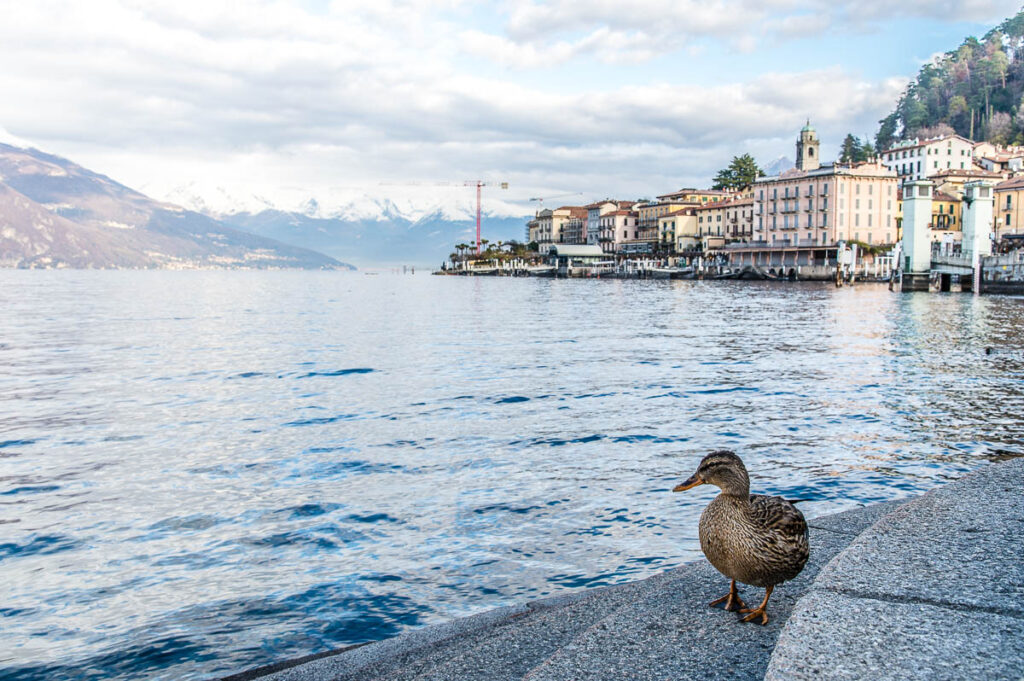 View of the town of Bellagio with a duck - Lake Como, Italy - rossiwrites.com