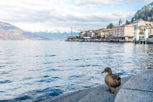View of the town of Bellagio with a duck - Lake Como, Italy - rossiwrites.com