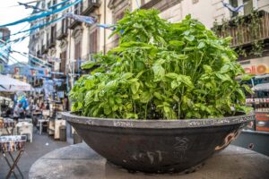 A big pot of basil in the historic centre - Naples, Italy - rossiwrites.com