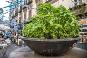 A big pot of basil in the historic centre - Naples, Italy - rossiwrites.com