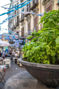 A big pot of basil in the historic centre - Naples, Italy - rossiwrites.com
