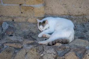 Ercolina the Cat in the Archeological Park of Herculaneum with Mount Vesuvius in the distance - Naples, Italy - rossiwrites.com